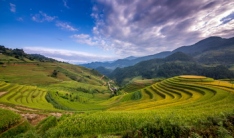 Rice terrace fields - North Vietnam