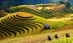 Wonder of Rice Terrace - SIC