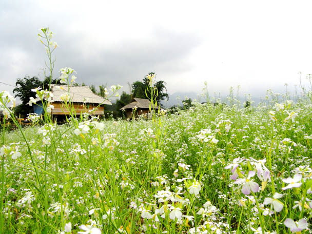 Moc Chau Highland