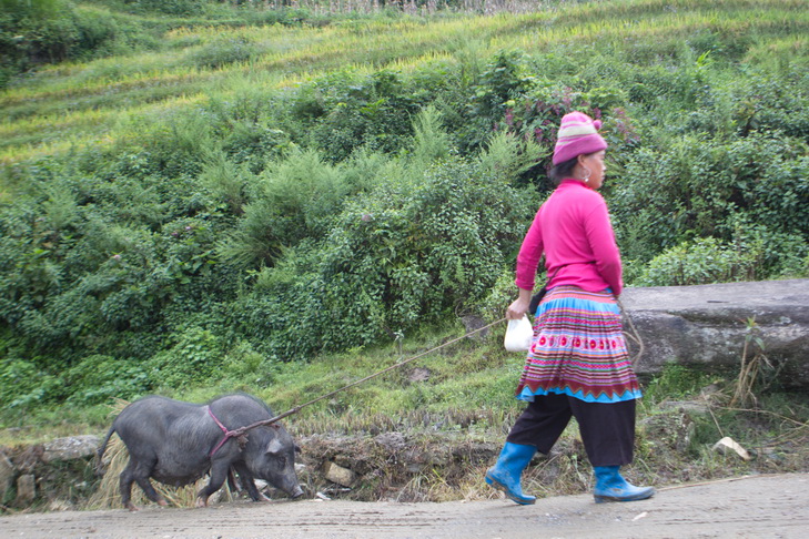 Y ti, bat Xat, lao cai