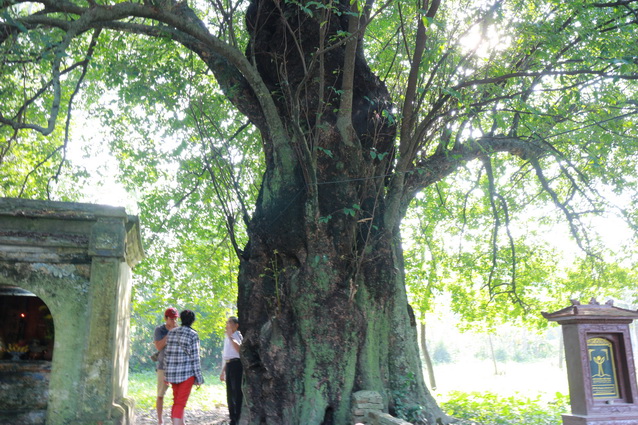 800 year old tree in Phuoc Tich village, Hue, Vietnam