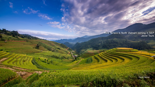 Season of Rice Terrace in North Vietnam