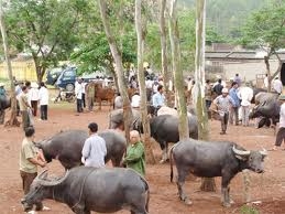 Thanh Luong Cattle Market