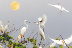 Bac Lieu Bird Sanctuary Natural Reserve