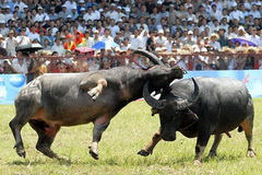 The Buffalo Fight Festival