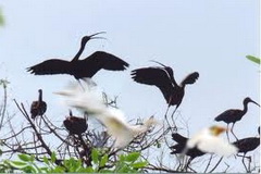 City Bird Garden