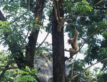 Cat Tien National Park 