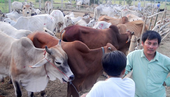 cow market 