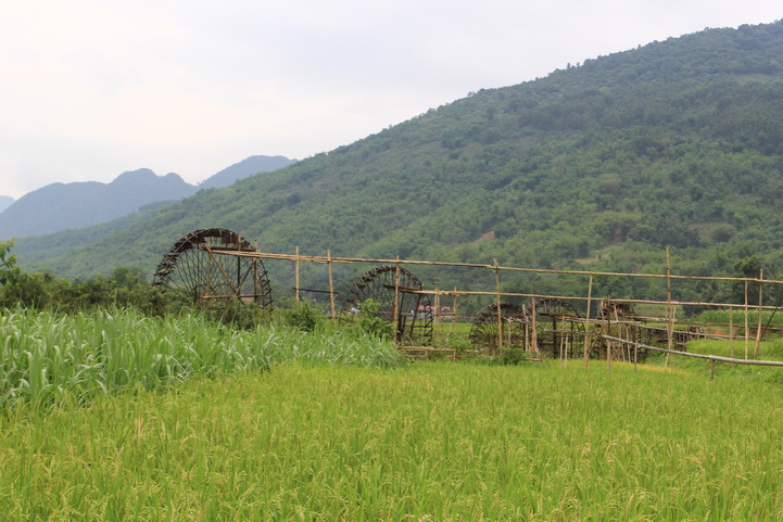 water wheels on rice terrace 