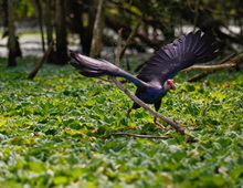 U Minh Thuong National Park