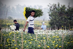 Quang Ba Flower Village