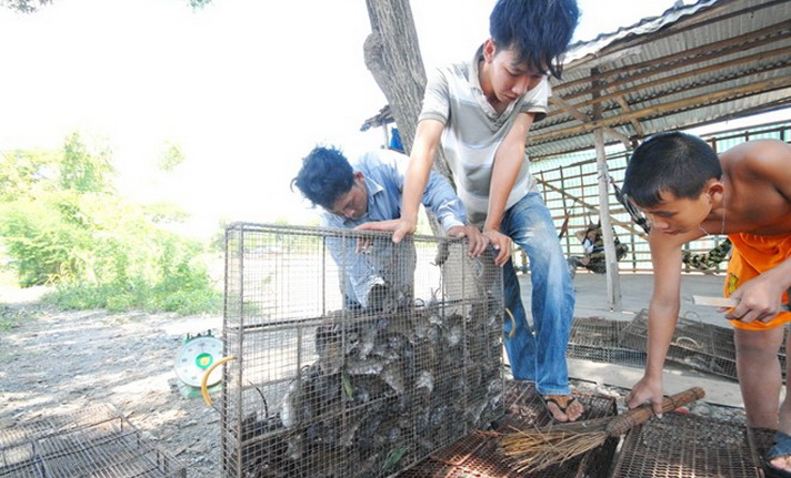 Phu Dat rat market - An Giang