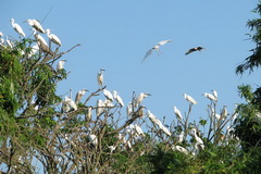 Stork Island