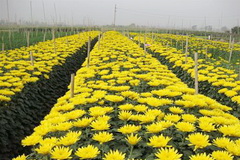 Tay Tuu Flower Village