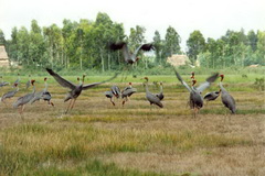 Vam Ho Bird Sanctuary